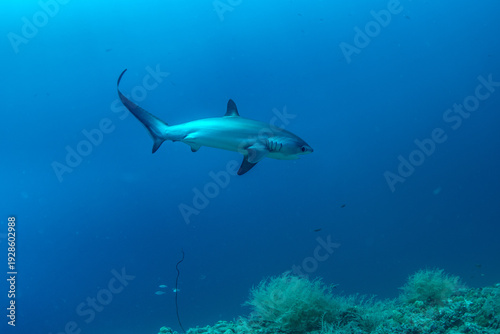 Wallpaper Mural Thresher sharks (Alopias sp.) swimming in Malapascua waters, Cebu, Philippines Torontodigital.ca