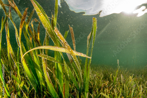 Canvas Print Close up alligator pipefish in seagrass shallow waters Malapascua Philippines tr