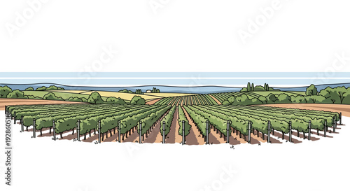 Lush vineyard landscape with rows of grapevines under a clear sky.