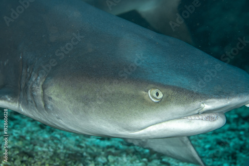 Whitetip reef shark (Triaenodon obesus) close-up, Gato Island, Malapascua, Philippines