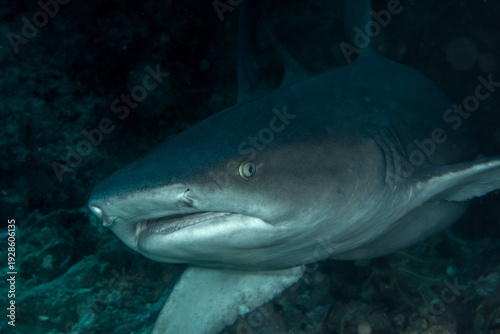 Whitetip reef shark (Triaenodon obesus) close-up, Gato Island, Malapascua, Philippines