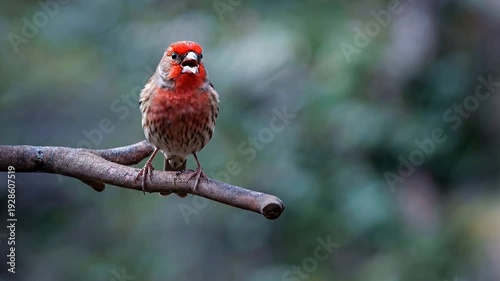 Male House Finch (Haemorhous mexicanus) with Red Plumage Singing on a Branch