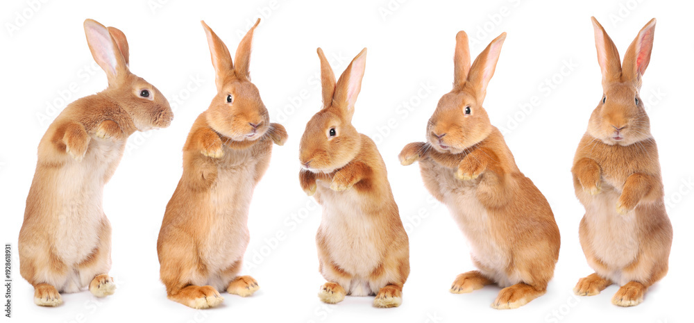Fototapeta premium Fluffy brown rabbit on white background, collage