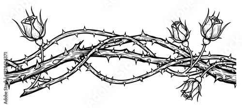 Seamless floral border with thorny rose stems and buds in detailed engraving style