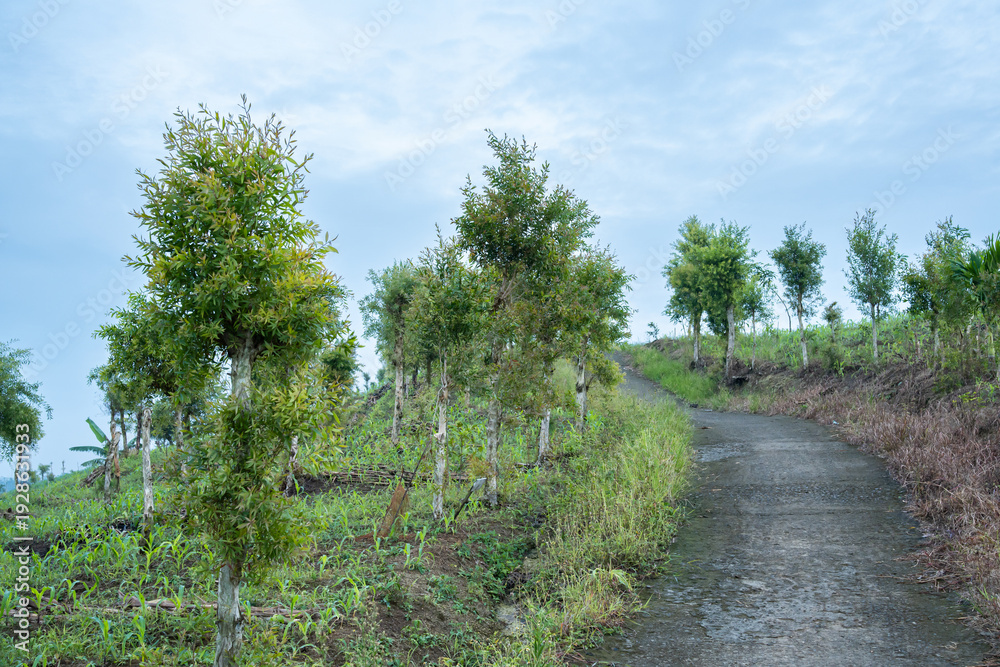 Obraz premium Scenic countryside path with young trees and corn field on a misty morning. Peaceful agricultural scenery in a tropical highland region