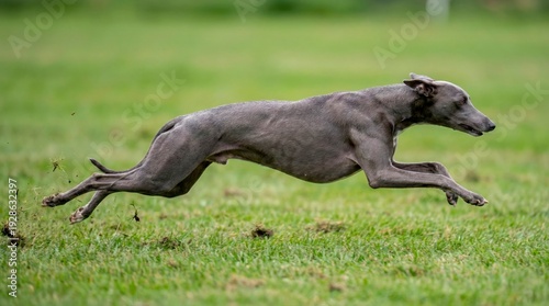 Greyhound dog running at full speed on a grassy field