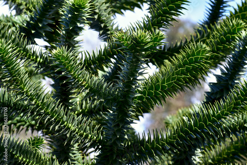 Closeup of monkey puzzle tree branches, London, UK