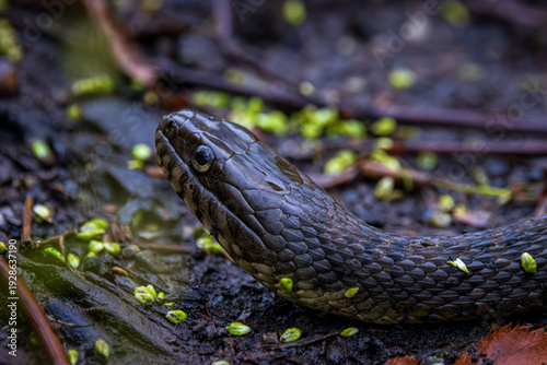 water snake nerodia sipedon hunting in the morning in duckweed close-up head