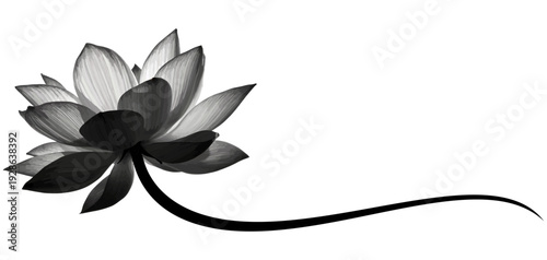 Silhouette vector of a lotus flower illustration on transparent background	