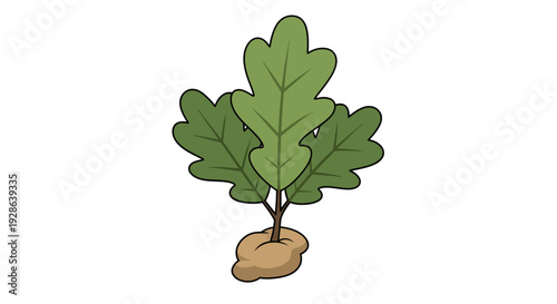 Oak Tree Sapling Vector Illustration, Flat Design, Nature, Ecology, Gardening, Growth