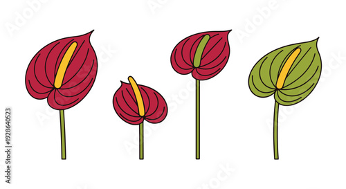 Anthurium Line art minimal digital color illustration