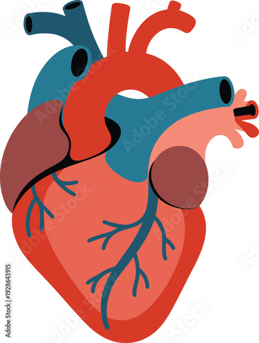 Human Heart Anatomy Vector IllustrationCardiovascular System Detailed Medical Diagram