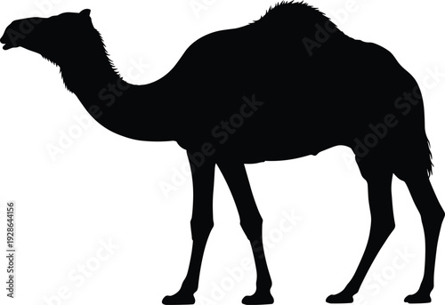 Camel silhouette, dromedary desert animal with hump standing profile, exotic wildlife vector, middle eastern safari mammal isolated on white background, nature travel icon design.