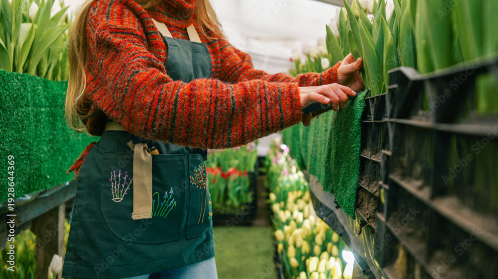Fototapeta premium Gardener tending to rows of blooming tulips in a greenhouse setting