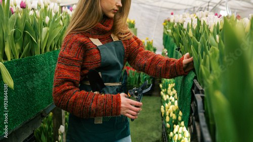 Φωτογραφία Woman gardener tending to rows of blooming tulips in a greenhouse with pruning s