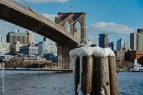Close up of seagull on snowy piling at waterfront. Bird perched on snow covered wooden post with blurred bridge in background.