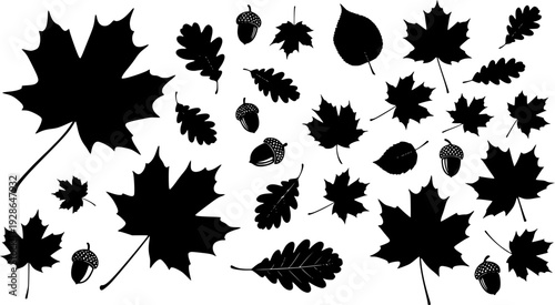 Black silhouettes of various autumn maple oak leaves and acorns white background leaf
