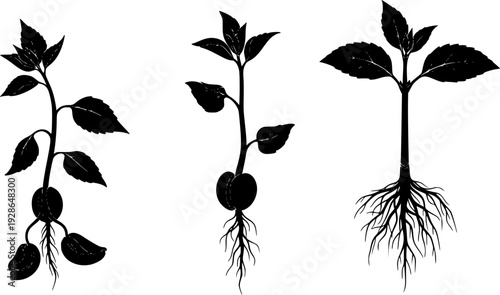 Seedling growth stages from sprout to plant in black and white leaf
