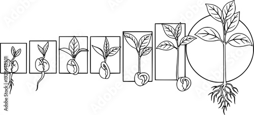 Seedling growth stages from sprout to plant in black and white leaf
