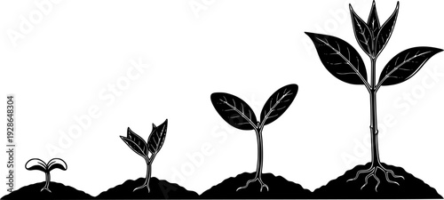 Seedling growth stages from sprout to plant in black and white leaf
