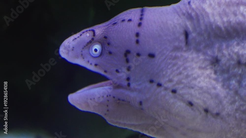 Large giant moray eel macro portrait in neon light, gymnothorax javanicus, underwater at bottom of sea. A close-up of moray eel hiding in corals on rocky seabed in tropical sea by hard coral reef