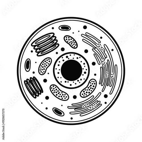Detailed Animal Cell Diagram with Organelles.