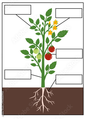 Educational worksheet showing labeled parts of a tomato plant including roots, stem, leaves and fruit. Part of plants worksheet for kids.