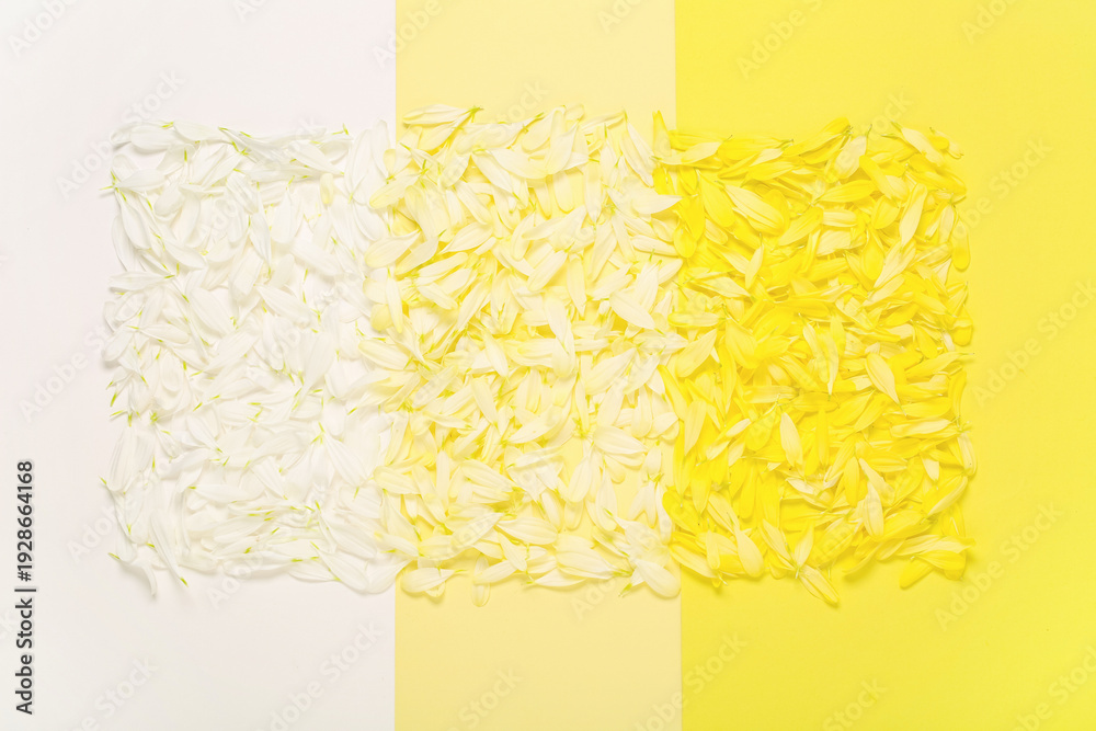 Obraz premium Beautiful chrysanthemum flower petals on colorful background