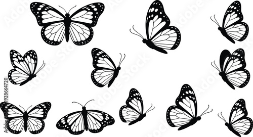 Butterfly illustrations collection, diverse wing patterns, black white insect art, detailed markings design, educational entomology inspiration, decorative wildlife nature artwork