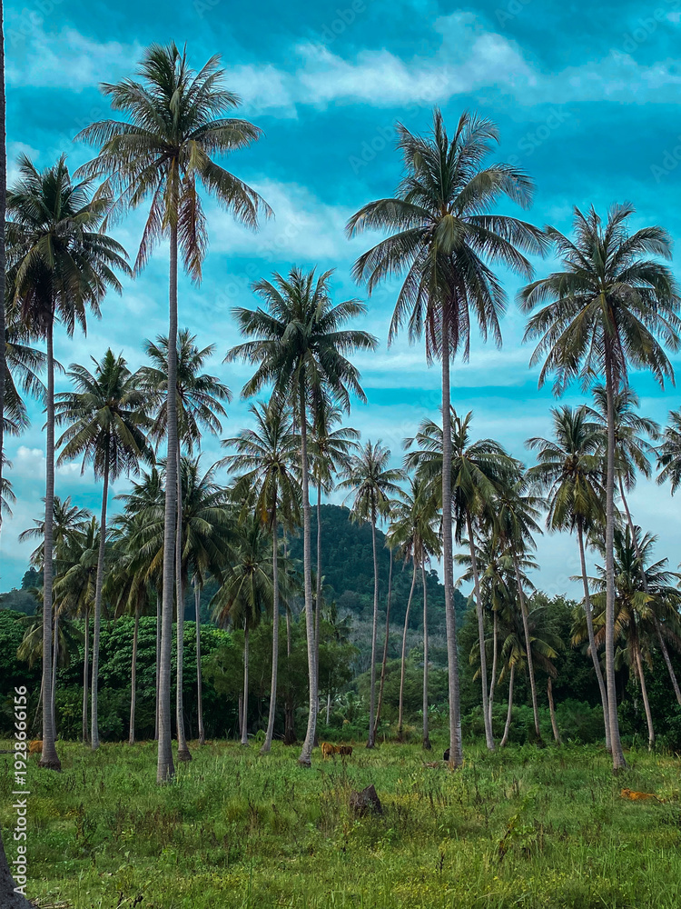 Obraz premium Lush tropical palm trees under blue sky with mountain background
