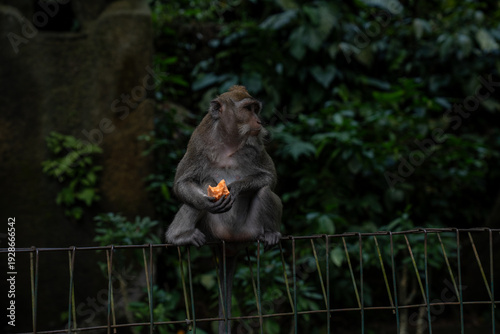 Photography Macaque monkey eating fruit sitting on fence in natural habitat