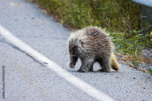 porcupine crossing rural road walking