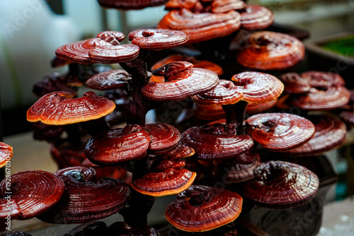 Close up of Red Lingzhi Bonsai