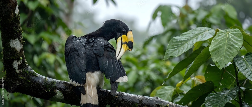 Obraz premium Black toucan with yellow beak perched on tree branch in lush tropical rainforest. Exotic bird wildlife photography for nature and travel content.