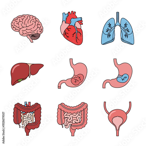 Human Organs Anatomy Set: Brain, Heart, Lungs, Liver, Stomach, Intestines, Bladder