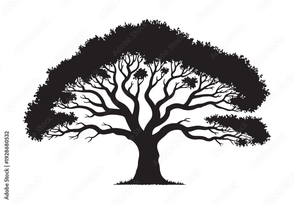 Obraz premium Large ornamental tree silhouette with dense rounded canopy and thick trunk for nature themed compositions