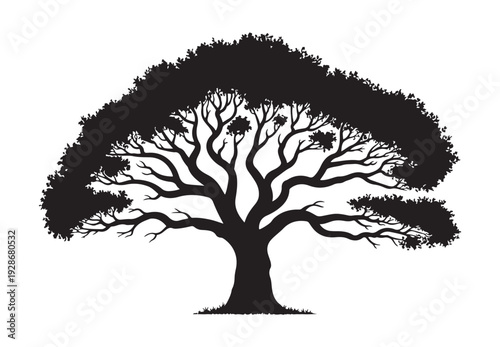 Large ornamental tree silhouette with dense rounded canopy and thick trunk for nature themed compositions
