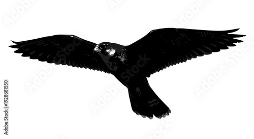 Black Bird Silhouette Flying in Air.