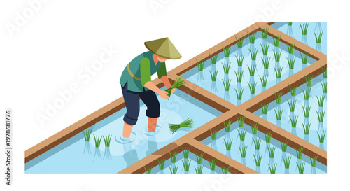 Farmer Tending to Young Rice Plants.