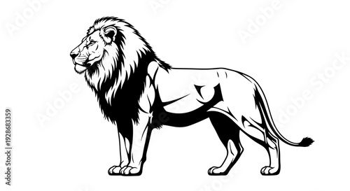 Black and White Lion Illustration Standing.