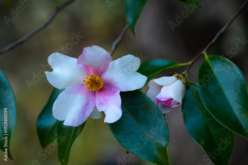椿　花の名前は夢　花は一重椀咲き、筒しべの中輪、桃色と白色の花弁が交互に並ぶ

