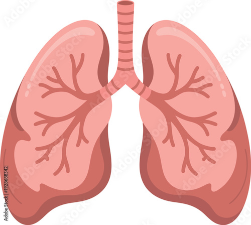 Human Lungs Anatomy Illustration with Bronchial Tree and Trachea Vector Graphic for Medical Science
