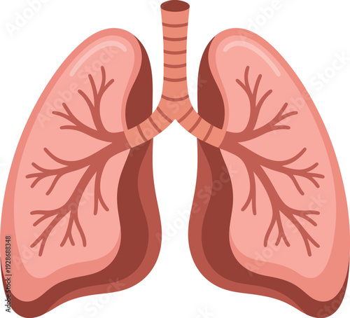 Human Lungs Anatomy Vector Illustration Branching Bronchioles Medical Healthcare Concept