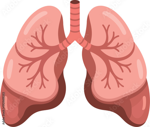 Human Lungs Bronchial Tree Vector Illustration Medical Science Anatomy