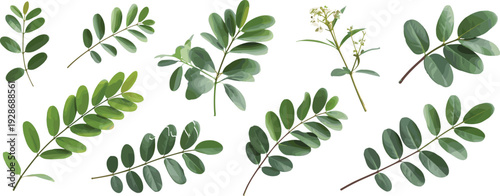 Collection of green leaves and flowering plant illustration with diverse shapes, compound and simple leaf structures, botanical artwork, nature design reference, decorative foliage composition