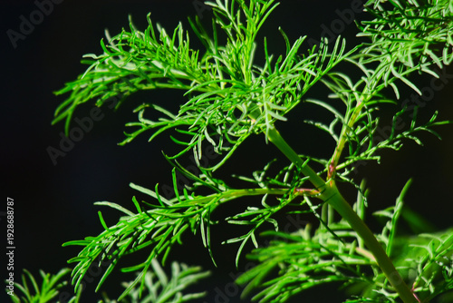 Obraz na plátne Close-up view of delicate, feathery dill leaves and stems, showcasing their intr