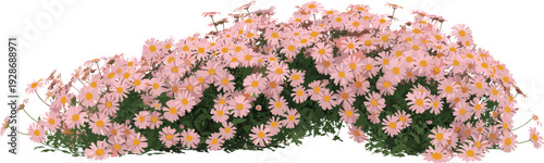 Beautiful cluster of pink daisy-like flowers with yellow centers and lush green foliage, vibrant botanical illustration perfect for gardening, landscape design, and floral artwork