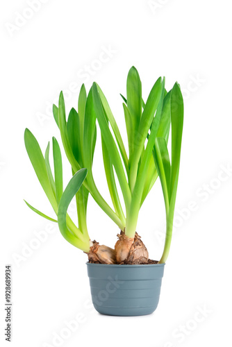 Hyacinth plants in pot on w...