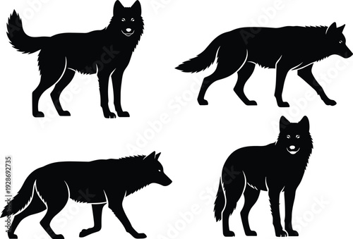 Wolf silhouettes set in different poses isolated on white background, black wild animal vector illustration collection for wildlife design and nature themed projects