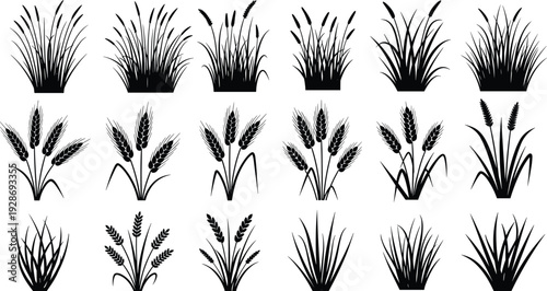 Black and white grass and wheat silhouette collection, botanical field plants and cereal crops vector set isolated for nature design